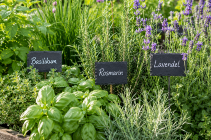 KI-generiertes Symbolbild: Symbolbild: Kräuterbeet mit Basilikum, Rosmarin und Lavendel