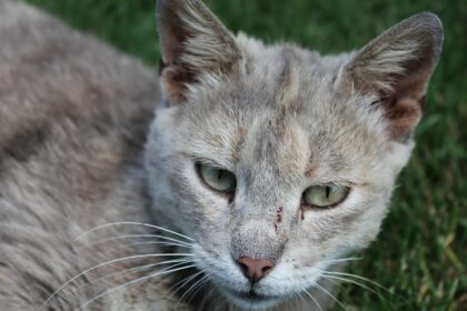 Graue Hauskatze im Gras als Symbolbild für die Katzenschutzverordnung