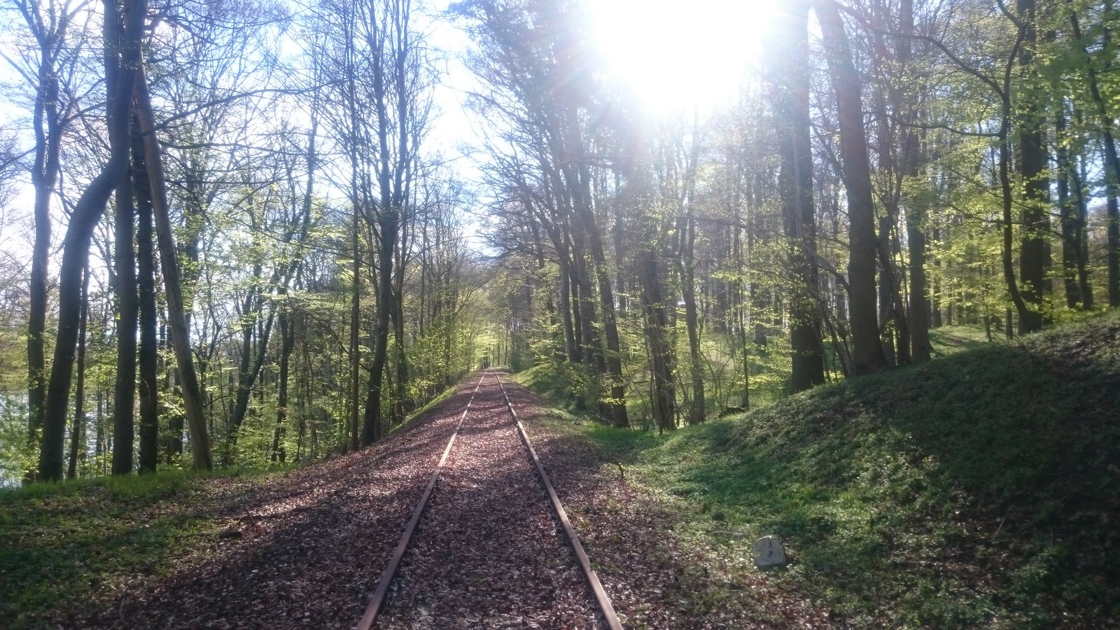 Bewaldete Bahnstrecke Malente–Lütjenburg bei der Haltestelle Holsteinische Schweiz