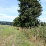 Gruene Sommerlandschaft mit Baeumen im Hochsommer