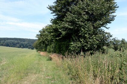 Gruene Sommerlandschaft mit Baeumen im Hochsommer