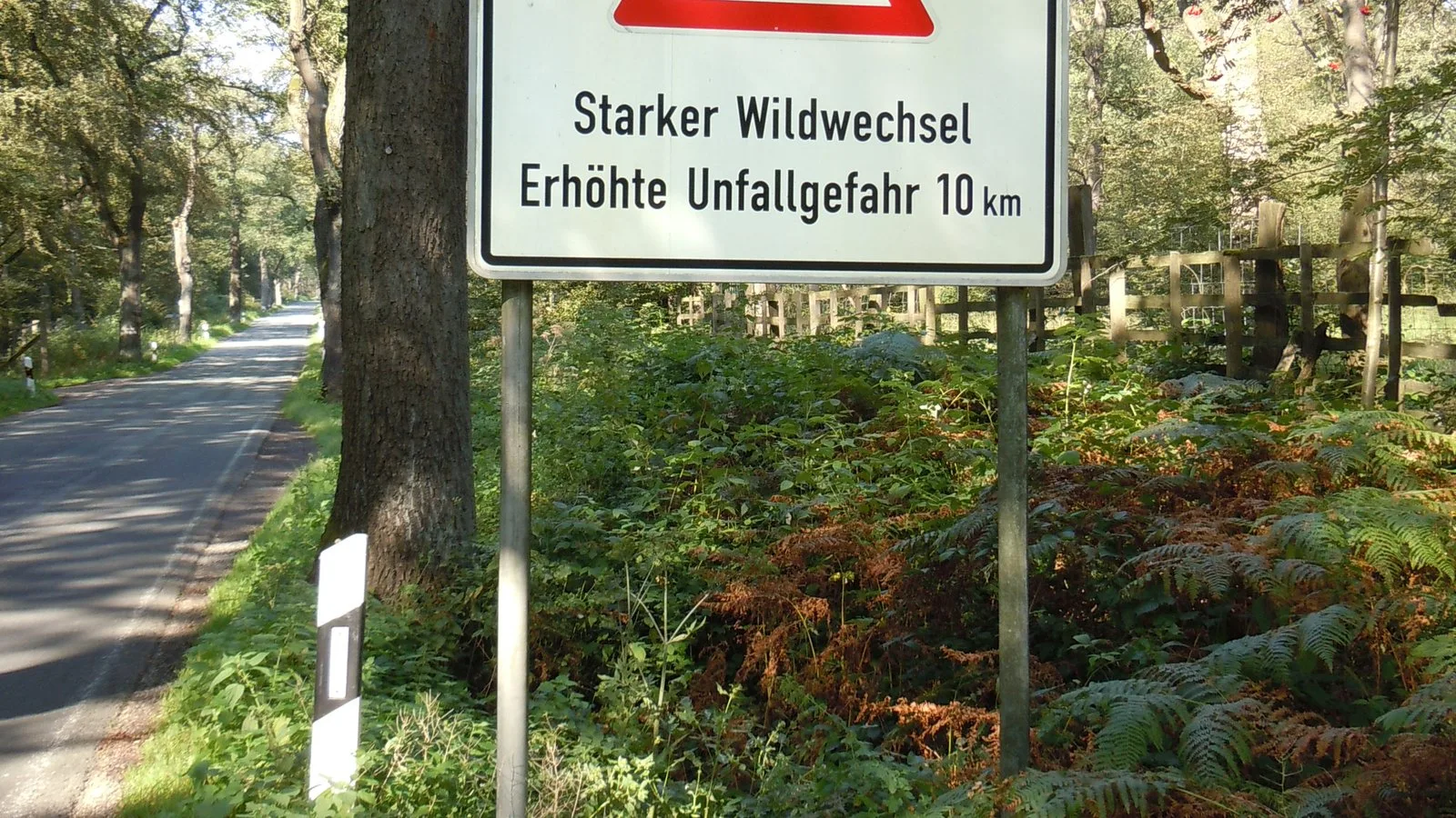 Gelbes dreieckiges Wildwechsel-Warnschild am Straßenrand im Herbst; rotes Randmotiv, Reh-Silhouette