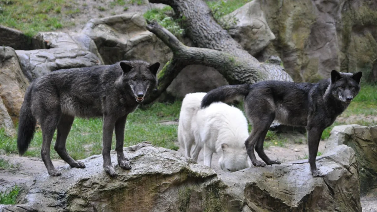 Ein Wolf in der Lüneburger Heide